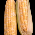 Two Ears of Corn Over Black