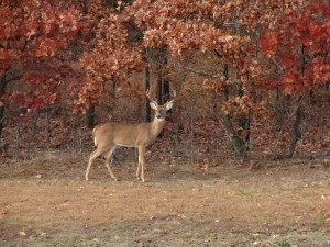 A deer visits the property of Terrapin Peak. During their stay, several guests have seen them on the property.