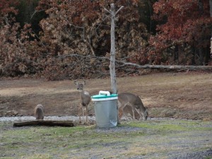 A herd of deer stop at one of the property feeders to regain energy.