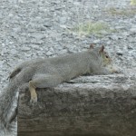 Squirrel on break