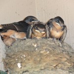barnswallows